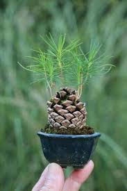 Pine Tree Pinecone Sprouting Seedlings Plants Succulents Container Gardening