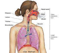 In this video i discuss the basics of the respiratory system, including how the respiratory system works, i go through the breathing process. Respiratory System Highbrow