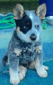 We supply kiln dried australian species, structural hardwood, bridge & wharf timbers. Deja Cherche Dejacherche Profile Pinterest