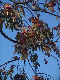 Maybe you would like to learn more about one of these? Backyard Edible Fruit Trees Scott Arboretum