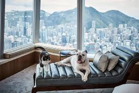 Dogs and cats that weigh less than 15 pounds are welcome in guest rooms, but not in certain public areas due to potential guest allergies. 12 Best Pet Friendly Hotels In Hong Kong For A Paw Some Staycation Klook Travel Blog