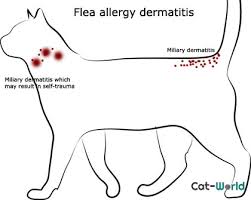 In your cat's diet you can add a complete oil such as corn, peanut, safflower, and sunflower oils to lessen the itchiness of the scabs. My Cat Is Losing Hair And Has Scabs All Over Catwalls