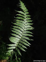 Image result for Deparia