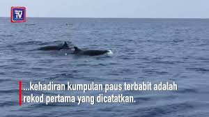 Daftar perusahaan perikanan budidaya pengolahan pembenihan pembesaran ikan di indonesia. Pulau Pinang Ikan Paus