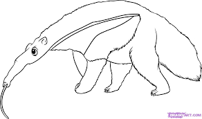 How To Draw An Anteater Step By Step Rainforest Animals Animals Free Online Drawing Tutorial Added By Dawn Drawings Free Coloring Pictures Online Drawing