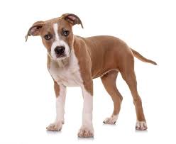 Be ahead of the crowd when a new staffordshire bull terrier is available by signing up to our puppy alert. American Staffordshire Terrier Dog Breed Everything About American Staffordshire Terrier