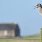 Introduction to Birdwatching at Rye Harbour Nature event image