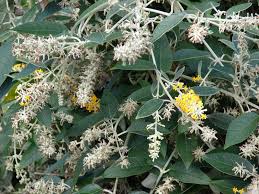 Image result for Buddleja madagascariensis