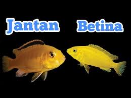 Maybe you would like to learn more about one of these? Cara Membedakan Ikan Lemon Jantan Dan Ikan Lemon Betina Youtube