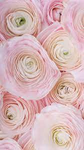 Flowers Wallpaper Rose Flower Wallpaper Flower Wallpaper Hd Flowers