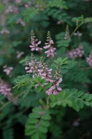 Image result for Indigofera secundiflora