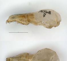 Image result for Helichrysum whyteanum