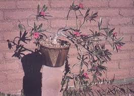 Image result for Adenium oleifolium