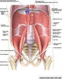 Ovid Lippincott Williams Wilkins Atlas Of Anatomy Psoas Iliac Crest Body Anatomy Human Body Anatomy Anatomy
