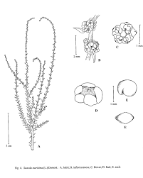 Image result for Suaeda sp. B