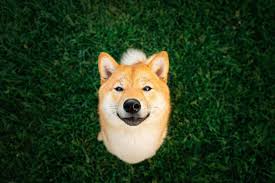 Join the community at reddit.com/r/dogecoin learn more at. Dogecoin Is A Dud Buy These Surefire Stocks Instead The Motley Fool