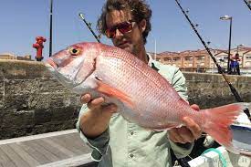 Pesca De Pagel O Breca Informacion De La Especie Tecnicas Los Mejores Destinos Y Charters De Pesca Tom S Catch