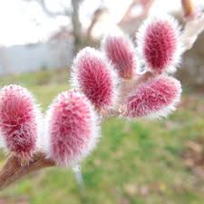 Rosa Salweide Mount Aso Salix Gracilistyla Mount Aso Gunstig Online Kaufen In 2020 Salweide Pflanzen Einjahrige Pflanzen