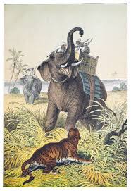 290+ Tiger Hunting Pictures Stock ...