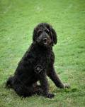 27 Best Black Labradoodle images | Labradoodle, Black ...