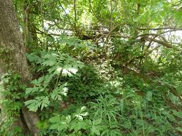 Image result for Anchomanes