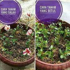 Check spelling or type a new query. Tanam Ros Jepun Kerat Batang Pendek Pendek Pokok Cepat Besar Bunga Cantik Merimbun Mingguan Wanita