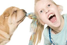 Con i capelli lunghi bassotto a pelo lungo cane salsiccia, cane domestico (canis lupus f. Perche I Cani Giocano E Tirano I Capelli Gioco O Altro