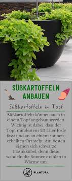 Susskartoffel Anbauen Infos Zu Jungpflanzen Sorten Und Erntezeit Susskartoffeln Anbauen Kartoffeln Pflanzen Susskartoffeln Pflanzen