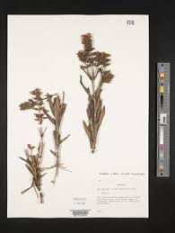 Image result for Congolanthus longidens