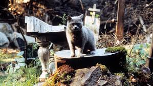 Ok, wir spielen ein lied für euch und für joey ramone, der zu ostern l. How Pet Sematary Director Won Over Stephen King The Hollywood Reporter