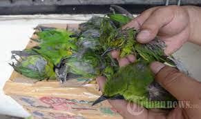 Gambar jenis burung cucak ijo di dunia. Bkp Surabaya Amankan Hasil Selundupan Burung Cucak Hijau Foto 6 1623459 Tribunnews Com Mobile