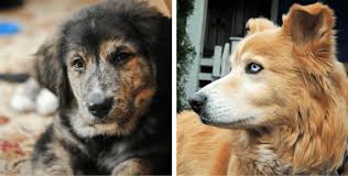13 Gorgeous Golden Retriever Mixes You Just Have To See