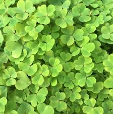 Image result for Marsilea vera