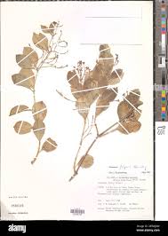 Image result for Secamone filiformis