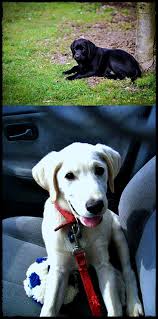 Labrador Average Age Mush Have Labradoradult Labradorhairloss Labradorinseason Labrador Retriever Dogs Puppies Labrador Retriever Dog Retriever D