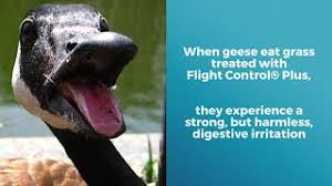 To show you what i mean, here is a screenshot where i pointed out what's bothering me. Easy Humane Geese Control For Your Lawn Natural Goose Repellent