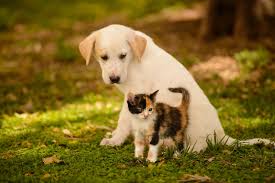 Today We Celebrate The National Pet Day People Remember They Will Love You Whoever You Are Baby Dogs Kittens And Puppies Cute Puppy Wallpaper