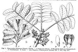 Image result for Ptaeroxylon obliquum