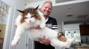 They live in our home and are monitored very on the day you pick up your maine coon kitten(s), he or she will have had all first shots and all testing as required by florida law. 4ft Long Samson Is New York S Biggest Cat Youtube