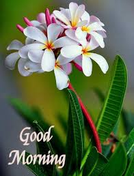 60 Most Beautiful Good Morning Images With Flowers Hindi Status Good Morning Flowers Good Morning Beautiful Flowers Good Morning Flowers Gif