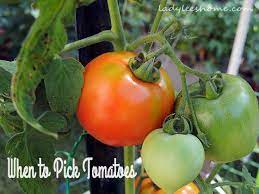 Ww.tradewindsfruit.com as fall approaches, days become shorter and nights become cooler. When To Pick Tomatoes When To Pick Tomatoes Growing Tomatoes Tomato Garden