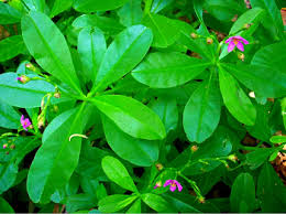 A natural protective food source, bitter leaves are often used in cooking as people are unaware of the benefits of eating it raw. Wonders Of The Waterleaf Talinum Triangulare