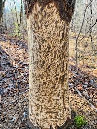 The american beaver ( castor canadensis) typically weighs 60 lbs. Beaver S Chew Marks On A Tree That I Found Mildlyinteresting