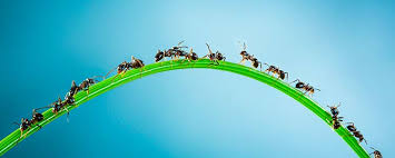 Vous pouvez aussi laver vos placards, plinthes ou autres avec au choix : Les Fourmis Qui Sont Elles Et Comment S En Debarrasser Centre D Aide Mamawax