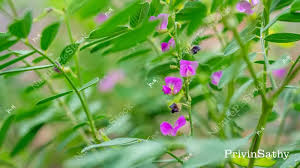 Image result for Tephrosia paniculata