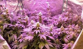 By singling out these wavelengths, plants have easier access to the type of light they require. Tutorial How To Grow Cannabis Indoors Using Led Grow Lights