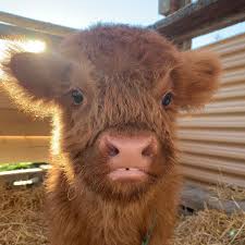 Your highland cattle baby stock images are ready. Scottish Highland Cattle Explore Tumblr Posts And Blogs Tumgir