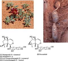 Image result for Harpagophytum procumbens
