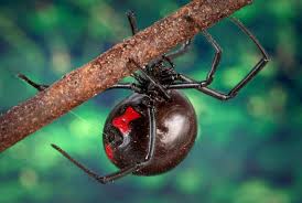 Image result for Tarantula Bite