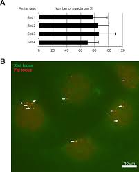 Published with reusable license by jeanie davidovich. The Xist Rna Prc2 Complex At 20 Nm Resolution Reveals A Low Xist Stoichiometry And Suggests A Hit And Run Mechanism In Mouse Cells Pnas